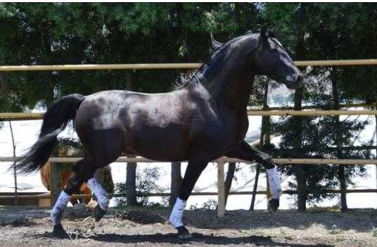 black-small-white-star-horse