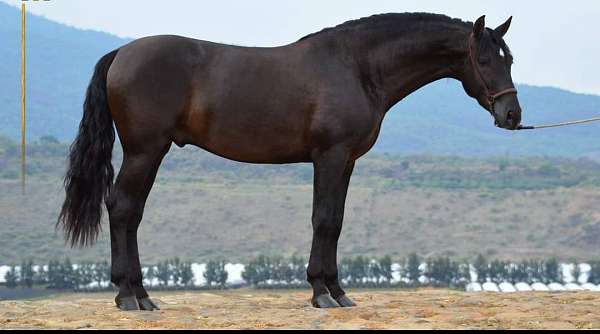 athletic-andalusian-horse