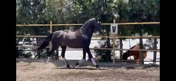 classical-andalusian-horse