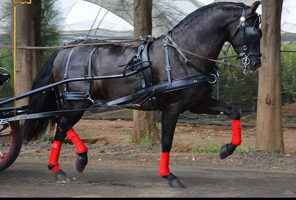 driving-andalusian-horse