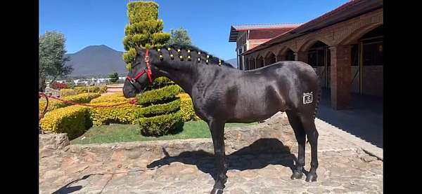 endurance-andalusian-horse