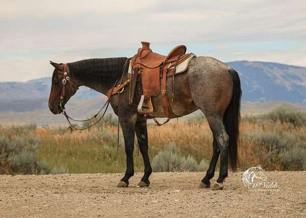 all-around-quarter-horse