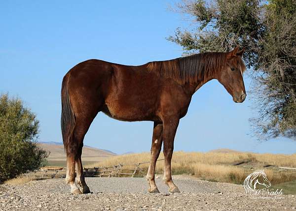 athletic-draft-horse