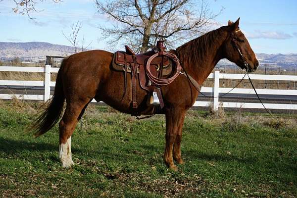 all-around-draft-horse