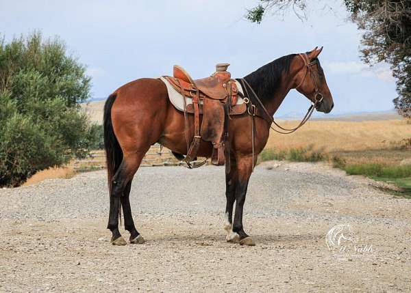 all-around-quarter-horse