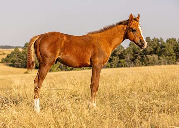 athletic-quarter-horse