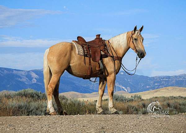 all-around-draft-horse