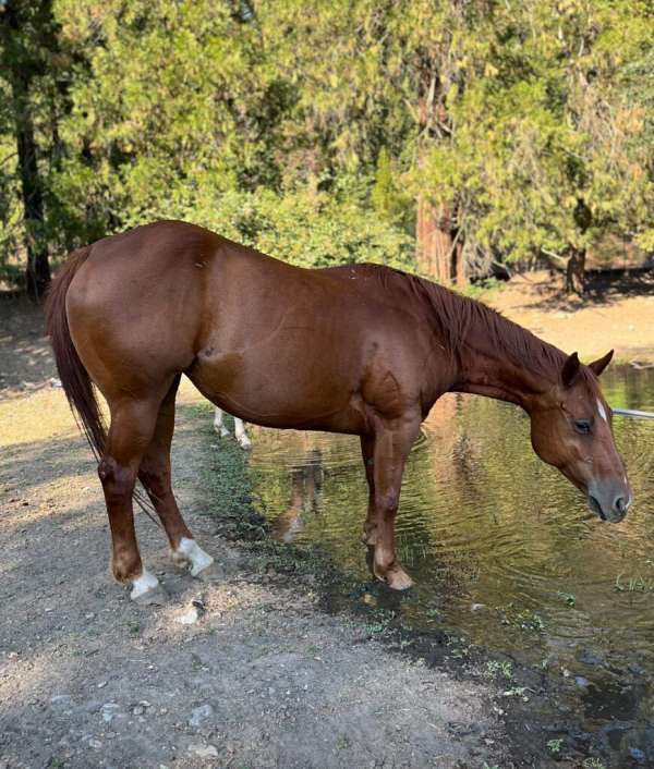 all-around-quarter-horse