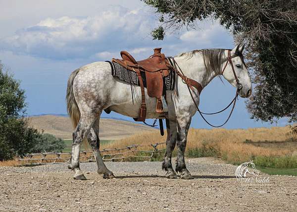 all-around-draft-horse