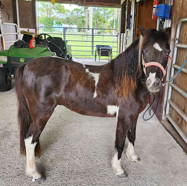 black-white-with-4-socks-star-horse