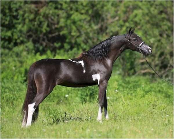 black-white-with-4-socks-star-horse