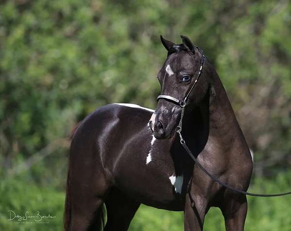 pinto-black-white-with-4-socks-star-horse