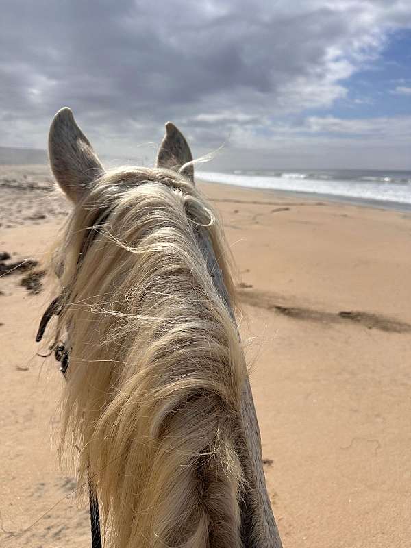 cross-show-arabian-horse