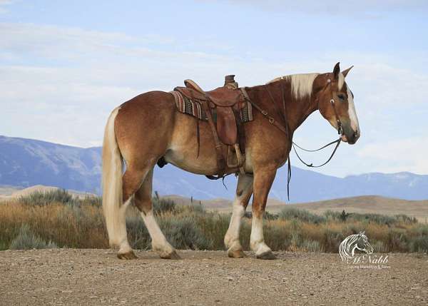 all-around-belgian-horse