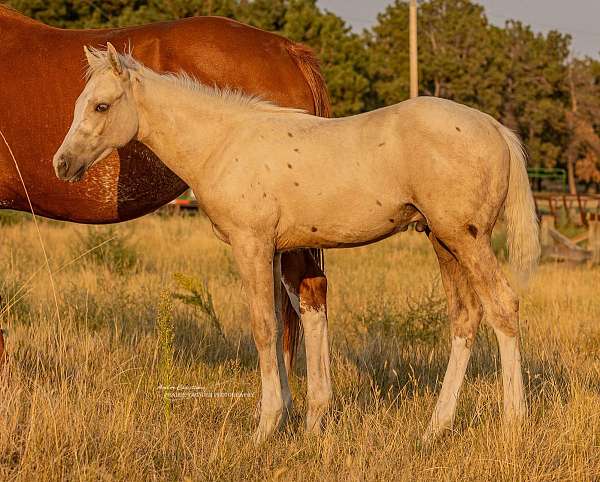 athletic-quarter-horse