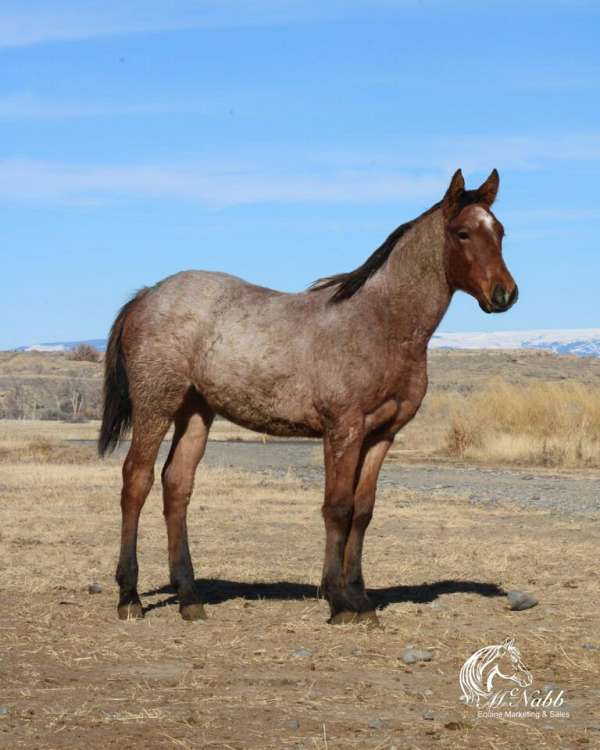 bay-roan-draft-filly