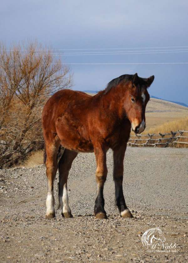 athletic-draft-horse