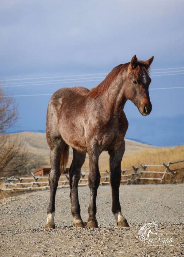 athletic-draft-horse