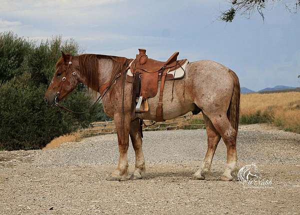 all-around-draft-horse