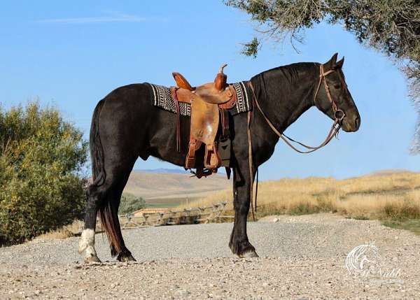 all-around-gypsy-vanner-horse