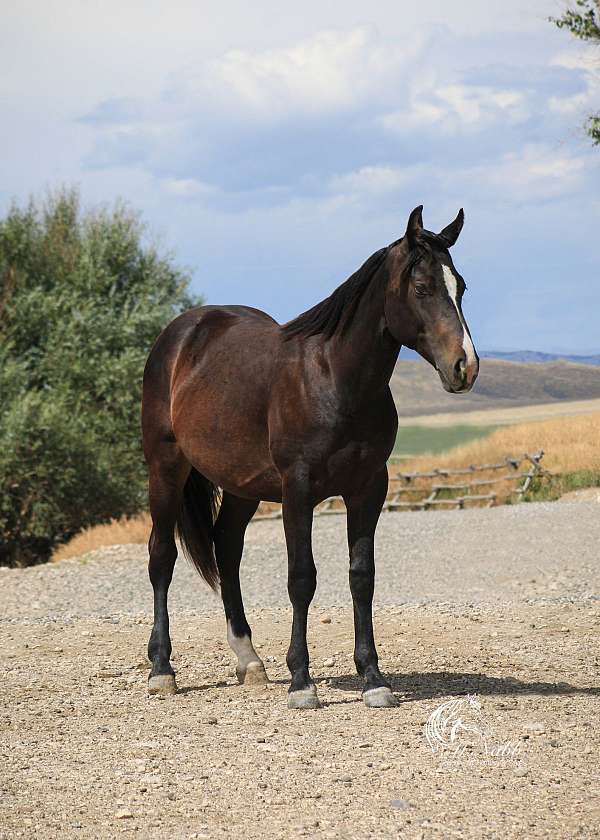 athletic-draft-horse