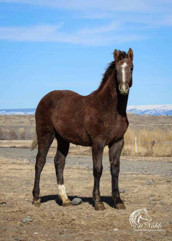 athletic-draft-horse