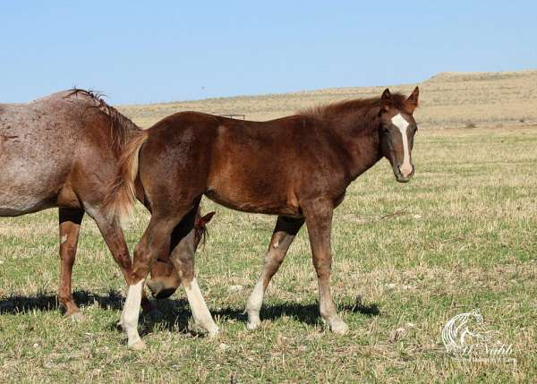 athletic-draft-horse