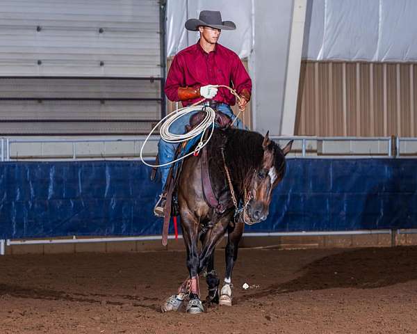 buckskin-snip-on-face-horse