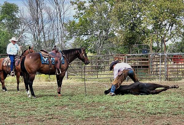 buckskin-right-hind-half-pastern-horse