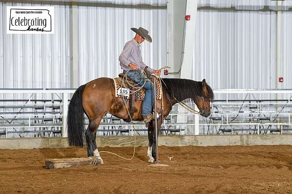 buckskin-small-spot-on-right-hip-horse