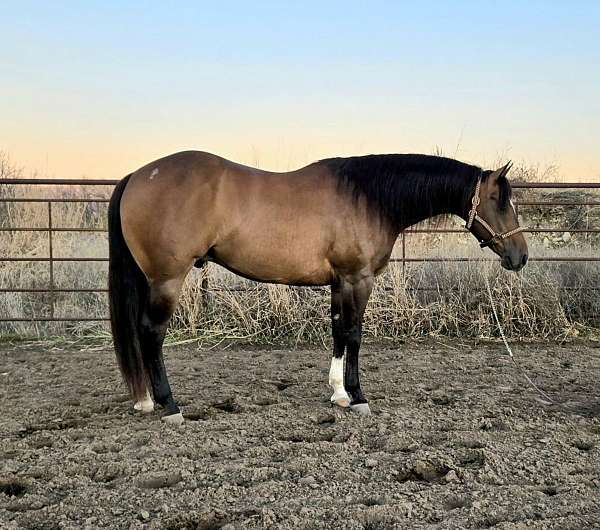 aqha-vrh-quarter-horse