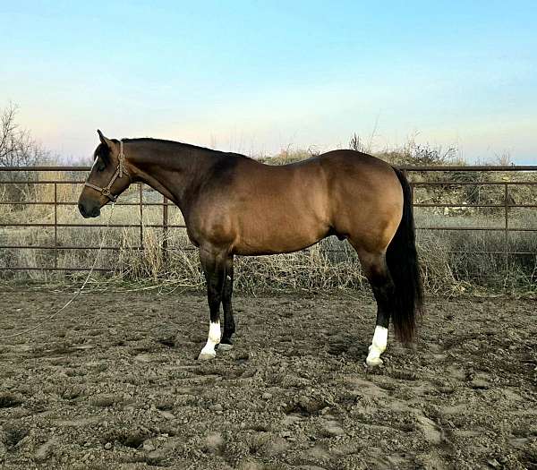 novice-friendly-quarter-horse