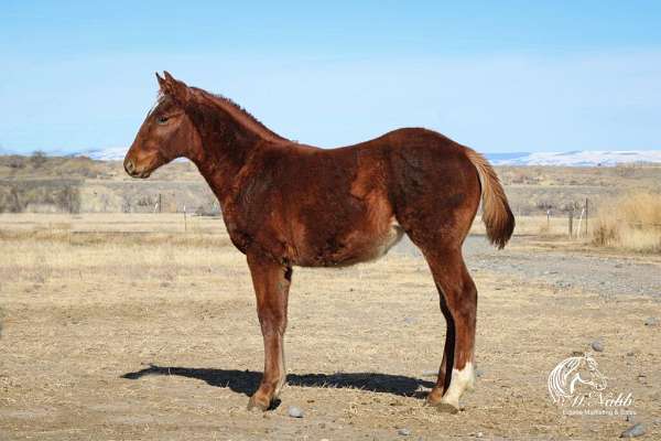 athletic-draft-horse