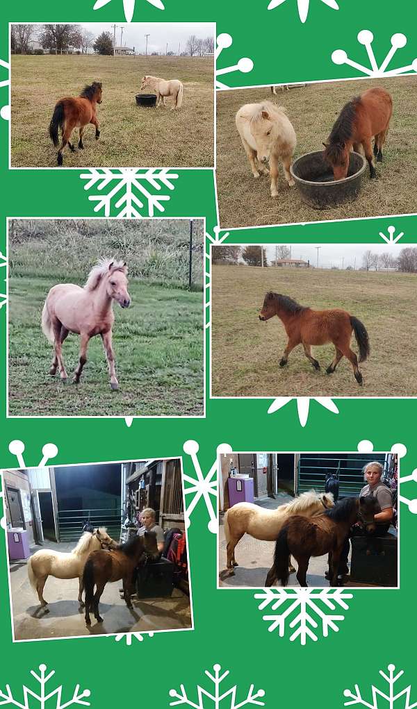 bay-palomino-miniature-colt-weanling