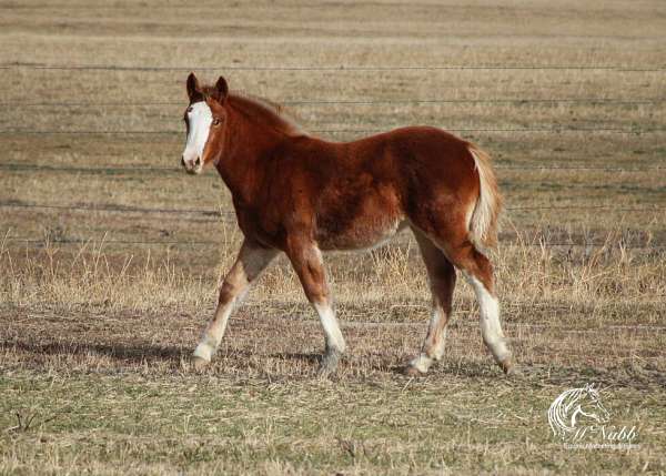 all-around-draft-horse