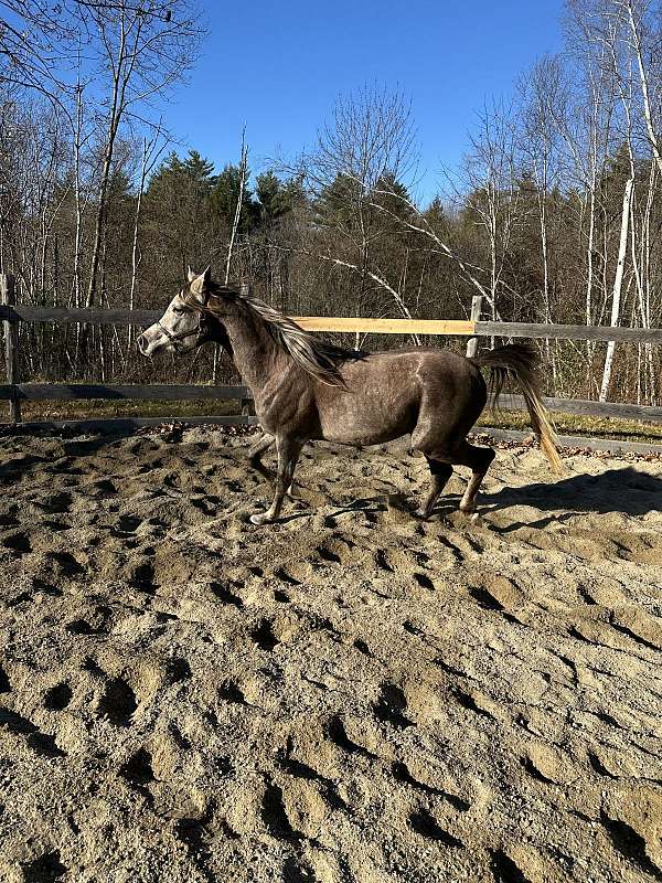 change-arabian-horse