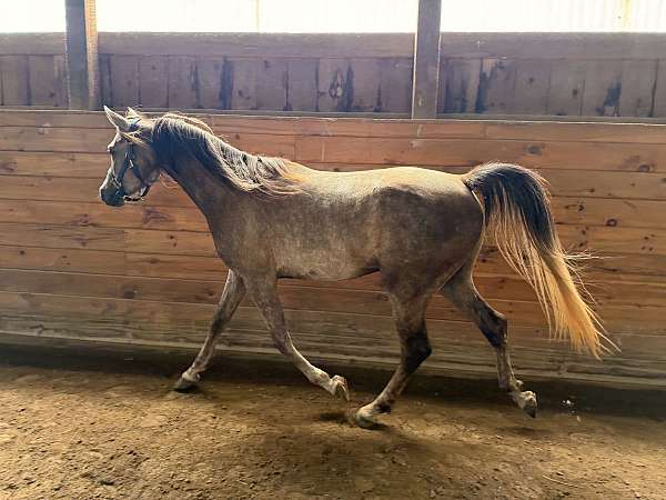 change-arabian-horse