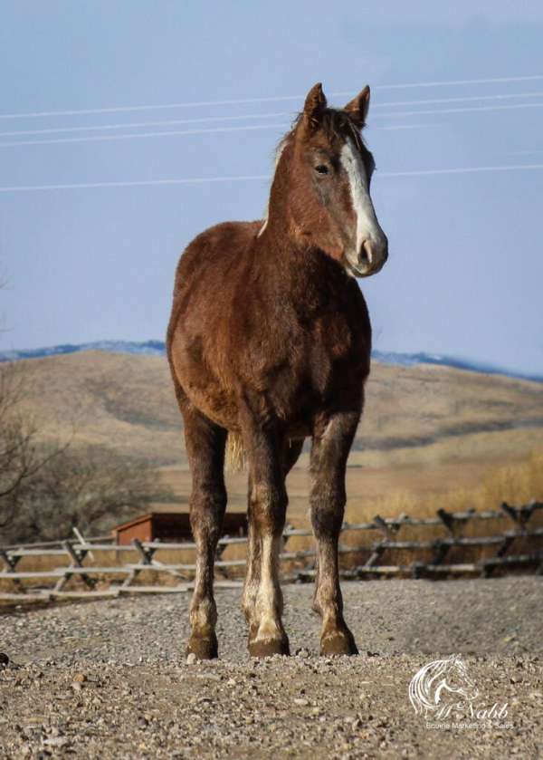 athletic-draft-horse