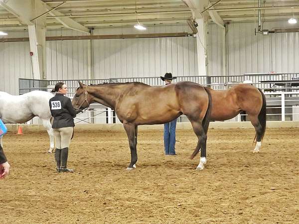 bay-quarter-horse-mare