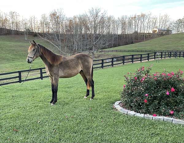 left-hind-small-cornet-band-horse