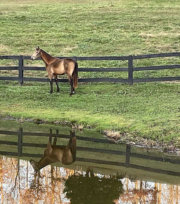 buckskin-left-hind-small-cornet-band-horse