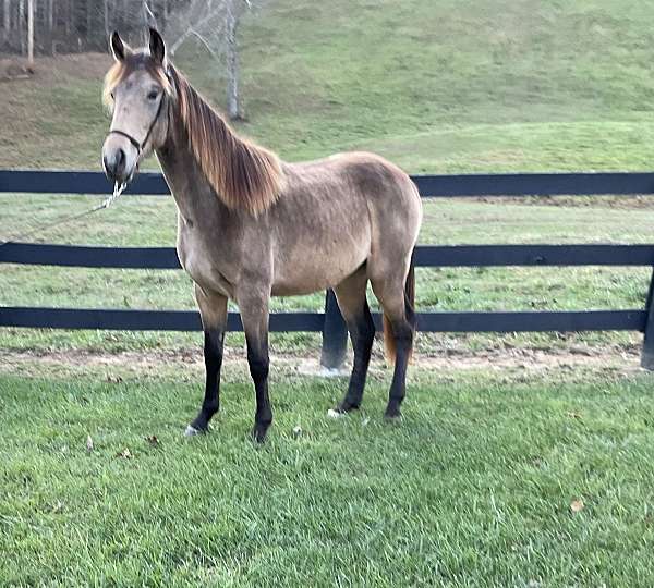 boy-rocky-mountain-horse