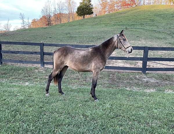 buckskin-colt-rocky-mountain-horse