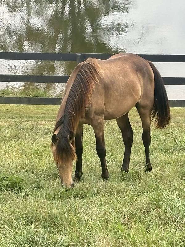 friend-rocky-mountain-horse