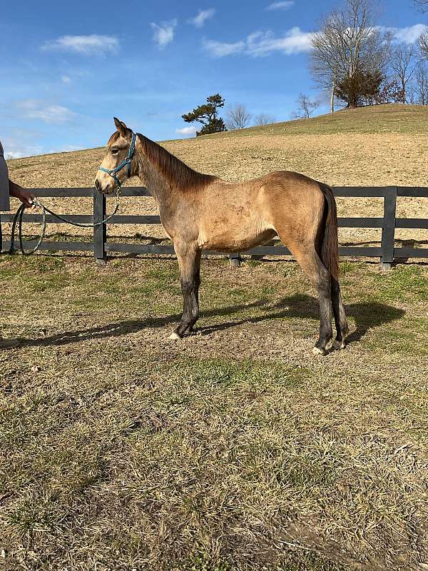 help-rocky-mountain-horse