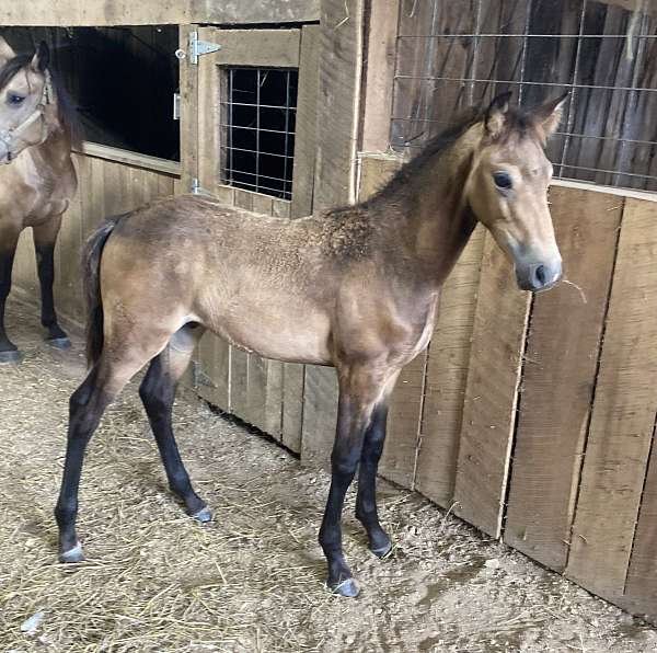 program-rocky-mountain-horse