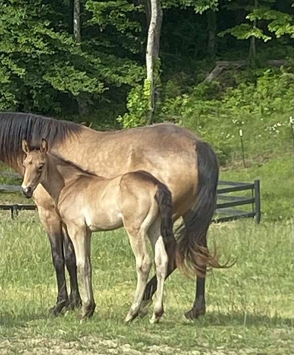 sooty-rocky-mountain-horse