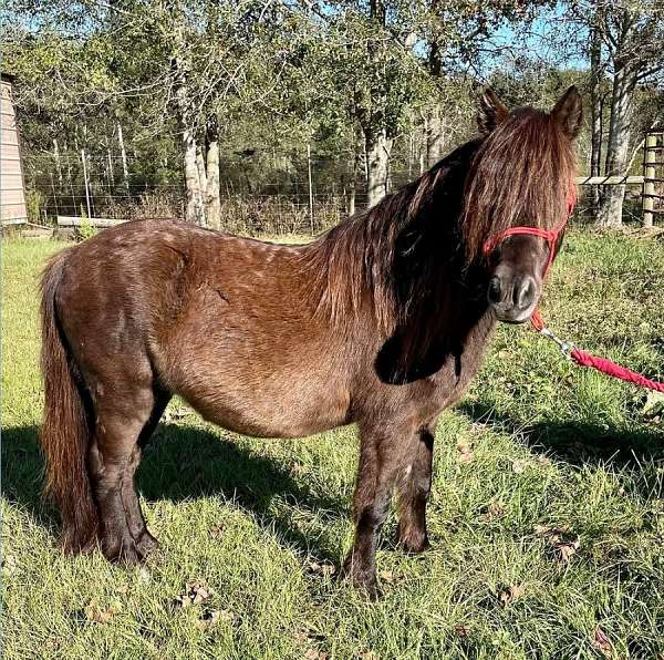 companion-shetland-pony