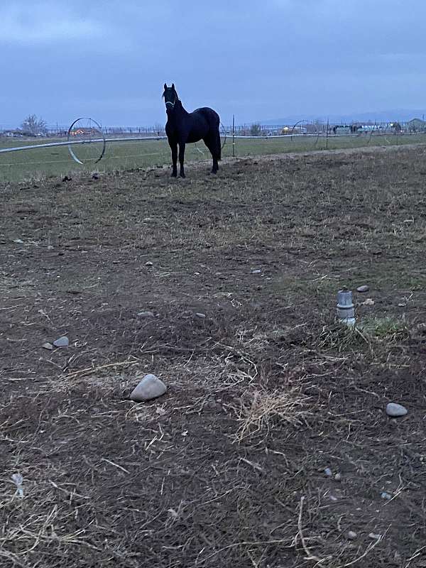 friesian-colt