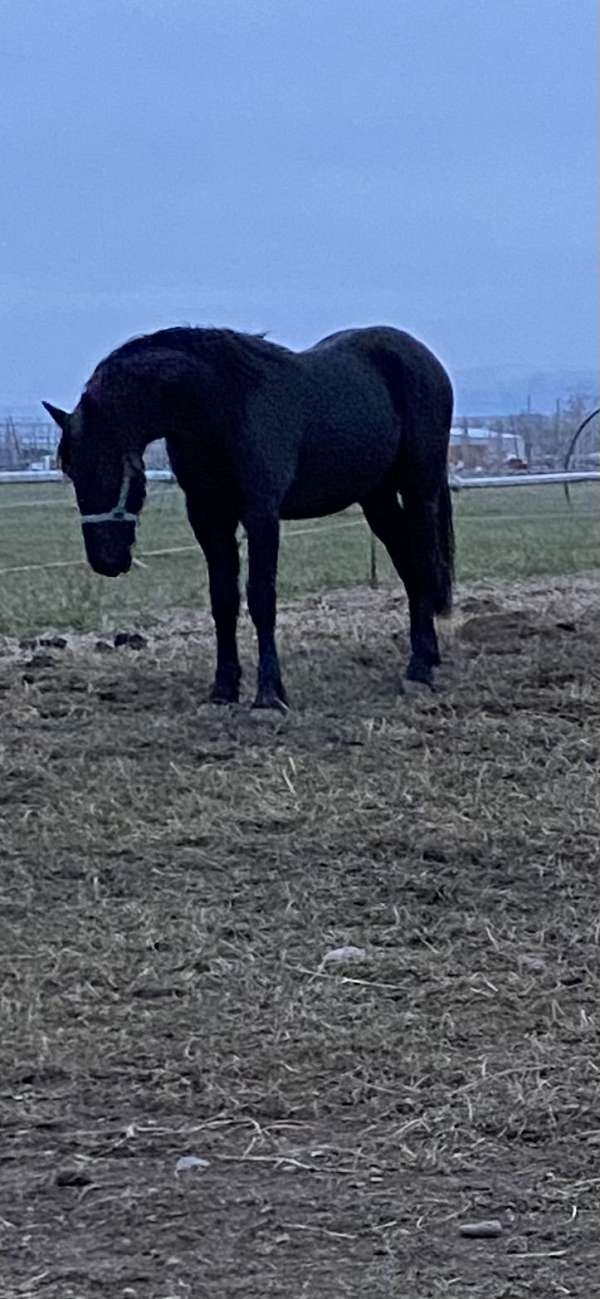 friesian-horse-for-sale